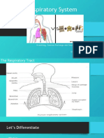 Respiratory System: Breathing, Gaseous Exchange and Respiration Grade 10