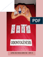 Desarrollo de La Odontogènesis. Delia Natalia Arango Diaz 1B