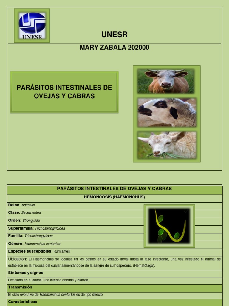 Enfermedades Parasitarias de Ovejas y Cabras | PDF | Diarrea | Heces