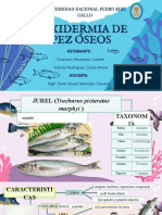 Peces Oseos