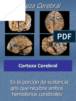 Corteza Cerebral