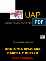 anatomia cráneo II.