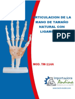 Articulacion de La Mano de Tamaño Natural Con Ligamentos – Tm-114a – Tech-model