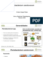 Pectobacterium Carotovorum Final