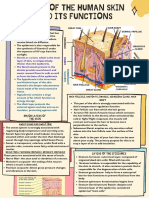 Parts of Human Skin