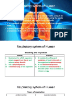 Respiratory System of Human