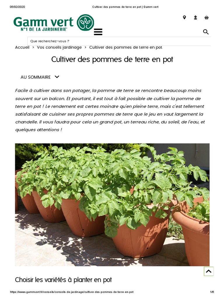 Comment faire ses propres graines de tomates ? - Gamm vert