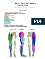 Sistema Muscular Miembro Inferior