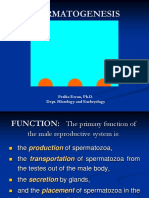 Spermatogenesis: Feriha Ercan, Ph.D. Dept. Histology and Embryology