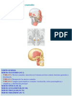 Nervios Craneales