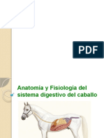 Anatomía y Fisiología Del Sistema Digestivo Del Caballo
