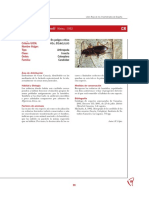 Libro Rojo invertebrados España: Dicrodontus alluaudi