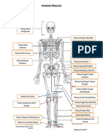 Anatomi Manusia