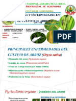 PDF Plagas y Enfermedades en El Cultivo de Arroz 1 Oryza Sativa DL