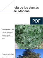 Etimología de Las Plantas Del Mariana