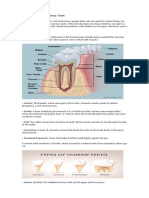 Week 5 - Basic of Dentistry: Teeth