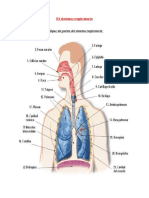 Biologia s1 p6