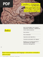 Cerebro y Lenguaje