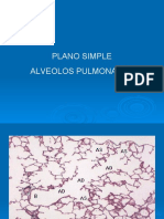 Plano Simple Alveolos Pulmonares