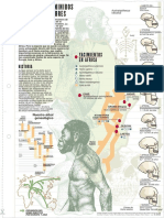 Proceso de Hominización