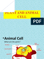 Differences Between Plant and Animal Cells