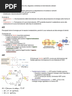 Metabolismo