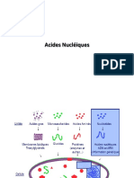 Cours Acides Nucléiques LU1