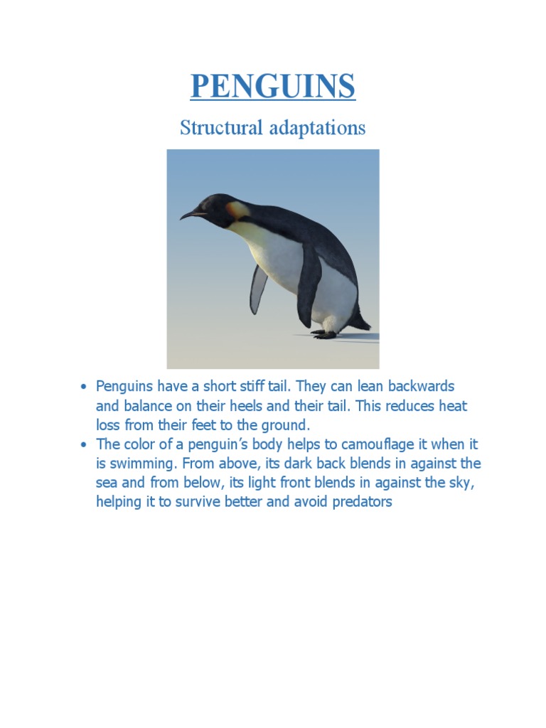 Penguins: Structural Adaptations | PDF