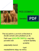 PES DOMÁCÍ-prezentace-DANY