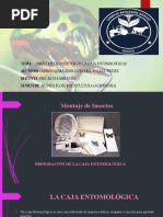 Guía de Montaje de Insectos | PDF | Insectos | Términos anatómicos de ...