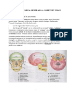 Curs Anatomie AMF