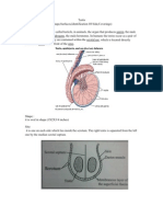 Testis