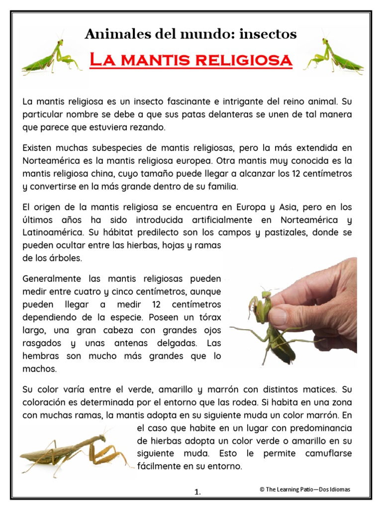Mantis Religiosa Historia | PDF | Insectos