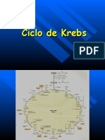 j) Ciclo de Krebs