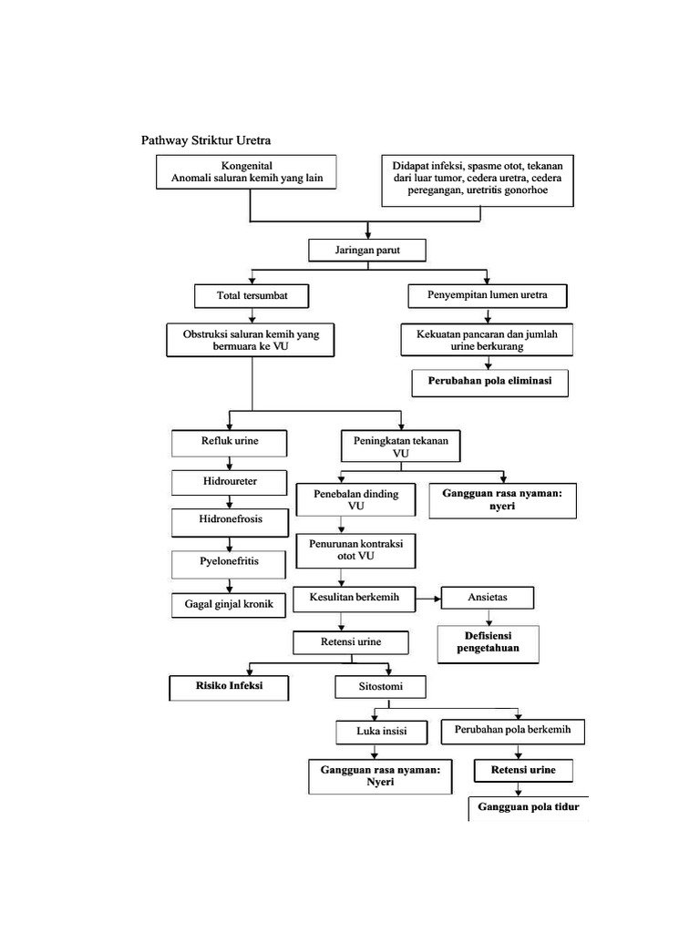 Pathway Striktur Uretra | PDF