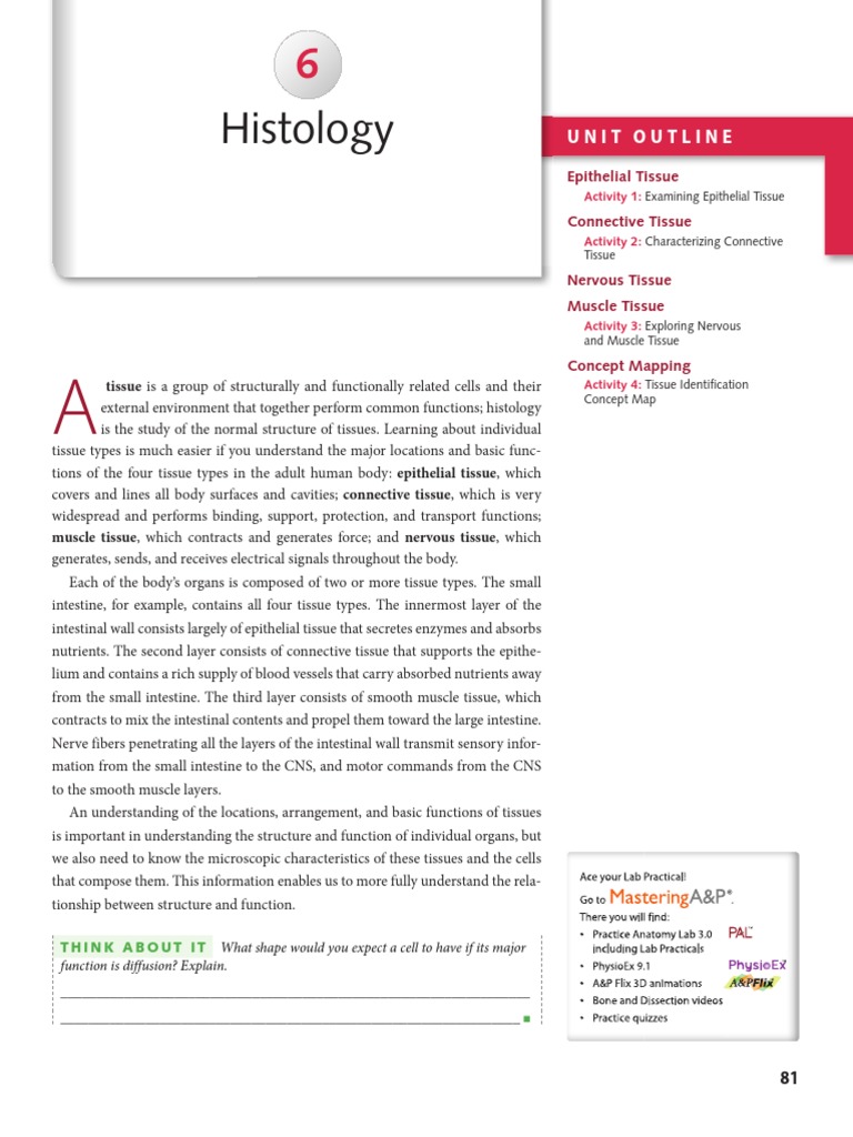 Chapter 6. Histology | PDF | Epithelium | Connective Tissue
