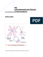 Astrocytes: Chapter: Human Neuroanatomy (Fundamental and Clinical) : Introduction To Neuroanatomy