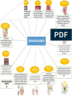 Mapa Mental - Sistema Estomatogmatico Eorr