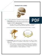 Esqueleto Axial Cráneo y Cara