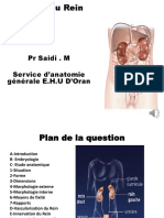 1 - Anatomie Du Rein (Cours)