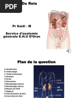 Anatomie du Rein et Voies Urinaires | PDF | Rein | Abdomen