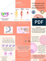 Proceso Del Desarrollo Embrionario