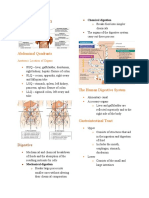 Digestive System: Abdominal Quadrants