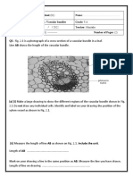 Q1-Fig. 2.1 Is A Photograph of A Cross-Section of A Vascular Bundle in A Leaf