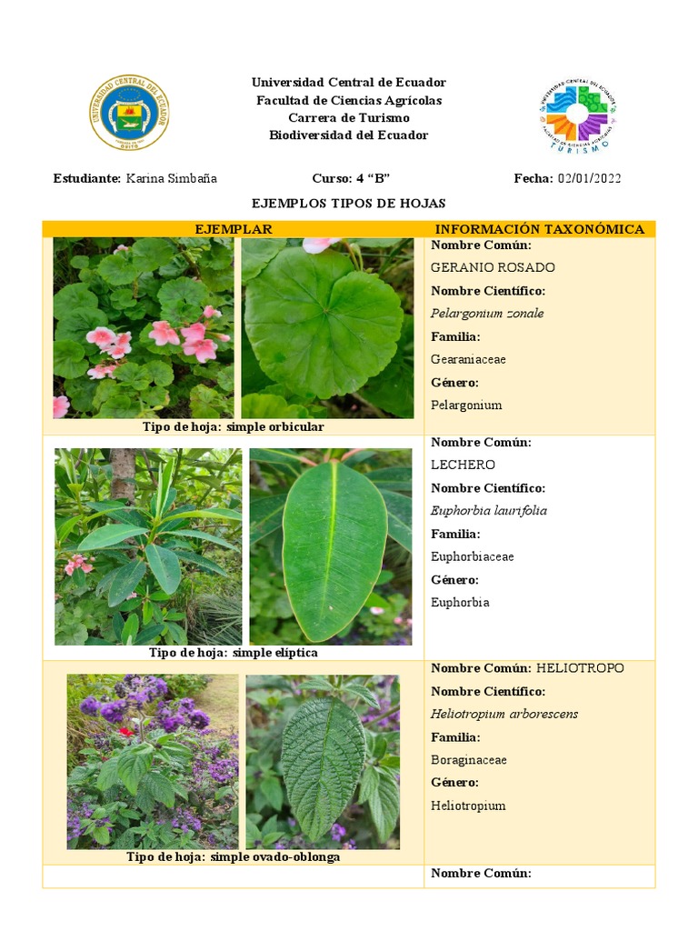 Tipos Hojas | PDF | Plantas de jardín | Plantas, image size:768x1024
