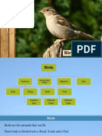 Birds Quiz