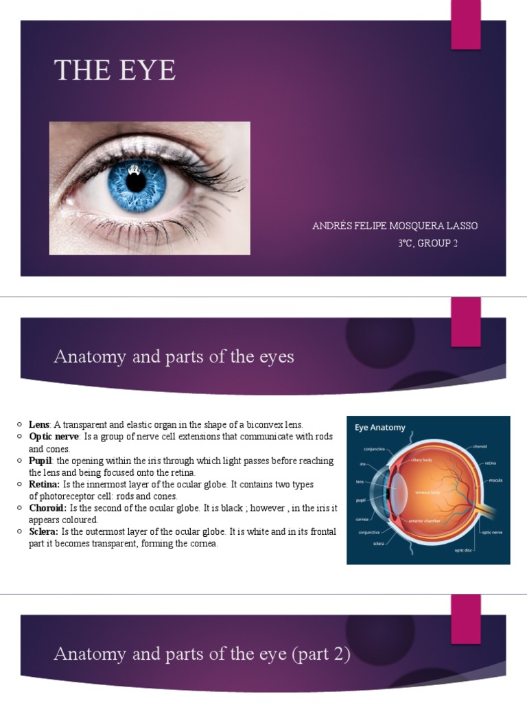 The Eye Pdf Download | Anatomy of the Eye – TLWK
