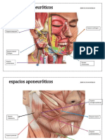 Espacios Aponeuroticos-2