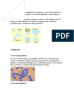 Cocos Gram Positivos y Negativos Más Frecuentes y Menos Frecuentes