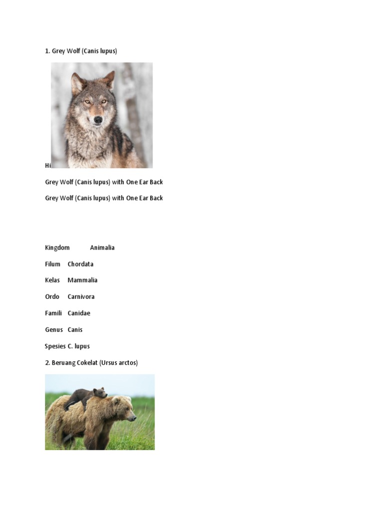 Hewan Takson | PDF